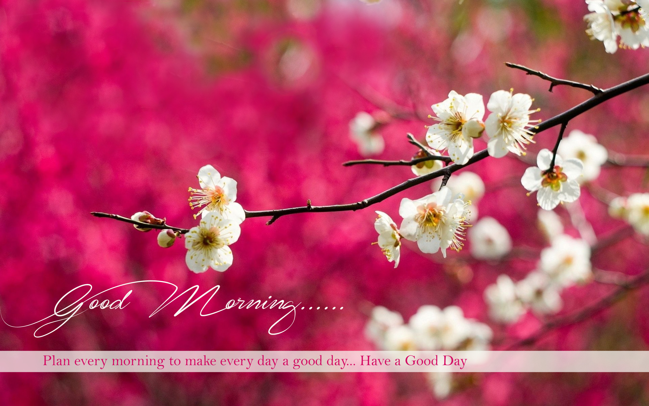 Good Morning Wishes HD Wallpapers