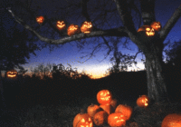 Halloween Wishes Animated & 3D GIF Greeting Card, Image & Picture