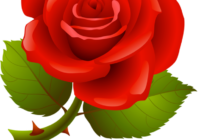 Happy Rose Day 2017 Whatsapp Dp & Profile For GF, BF, Wife, Husband, Crush & Fiance