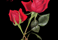 Rose Day 2017 Animated & 3D GIF For Whatsapp